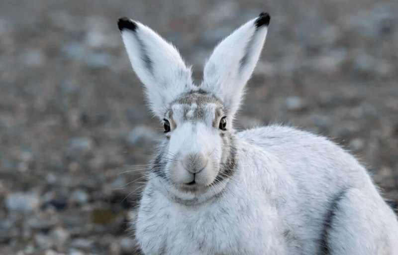 Arctic hare