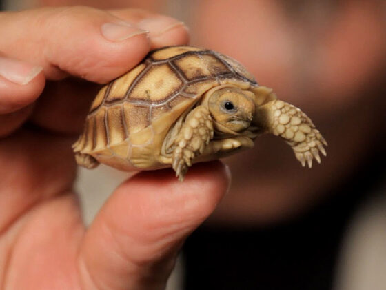 African Spurred Tortoise