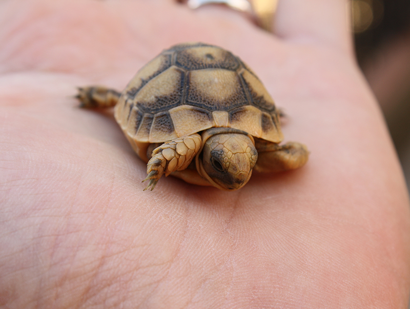 African Spurred Tortoise in hand