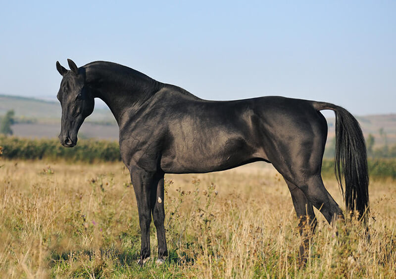 black akhal teke horse