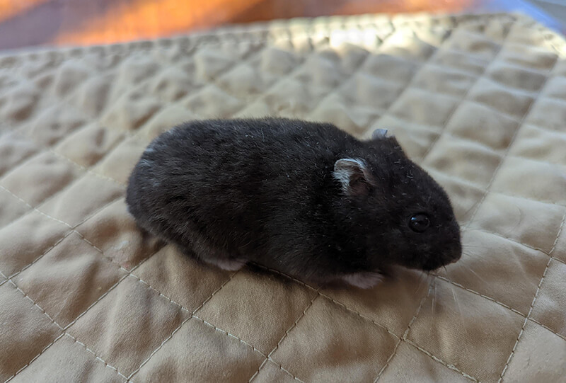 Black_hamster in bed