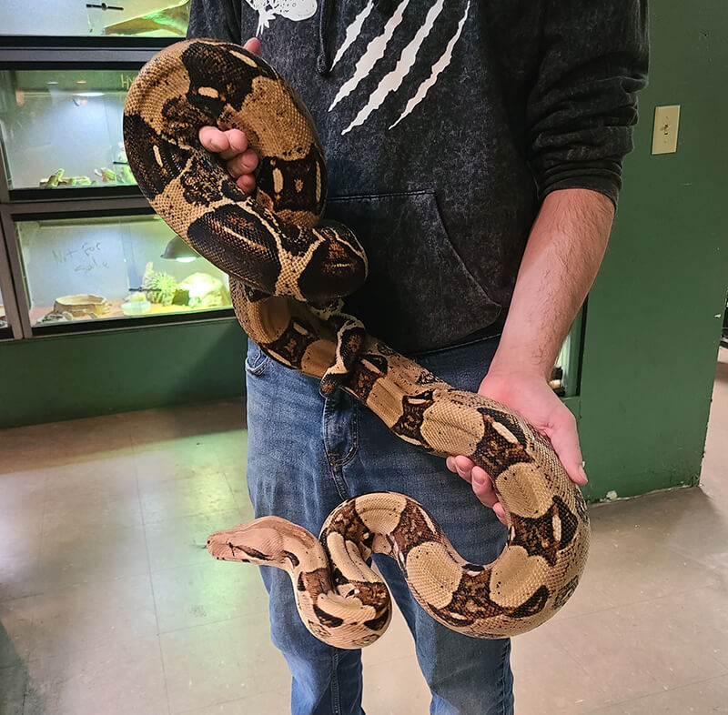 Boa Constrictor with owner