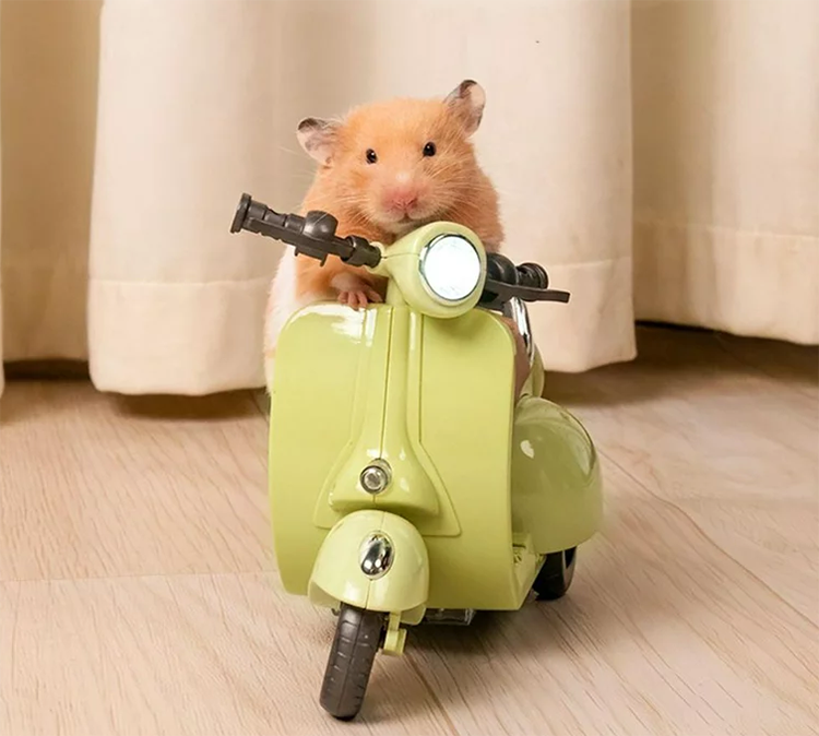 Beige Hamster with toy