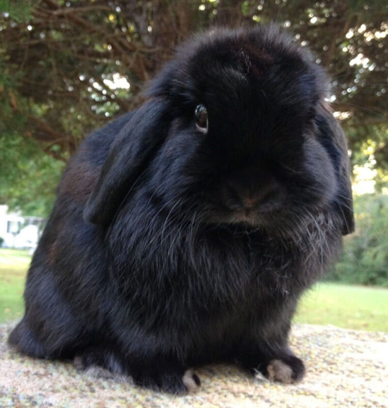 cute Black rabbit
