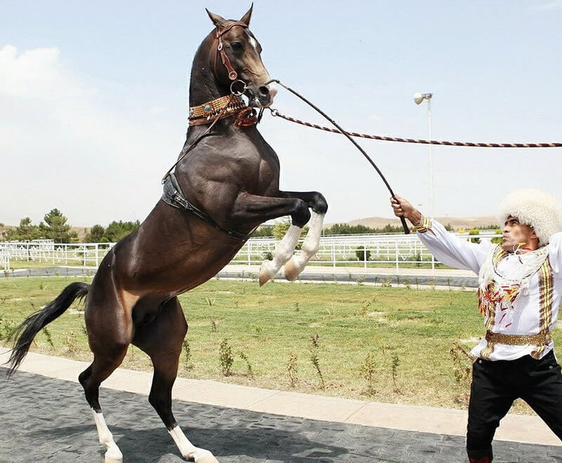 training akhal teke horse