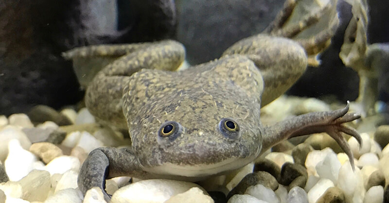 African Clawed Frog cute