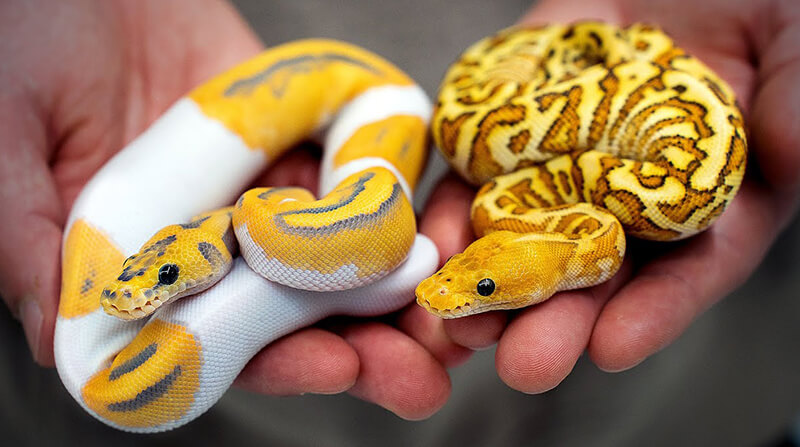 yellow Ball Python
