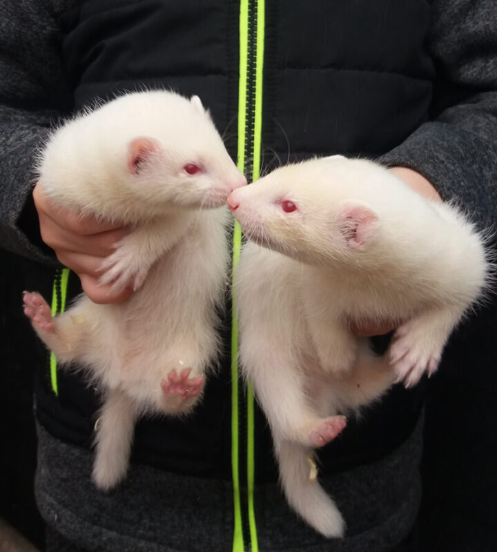 2 Albino Ferrets