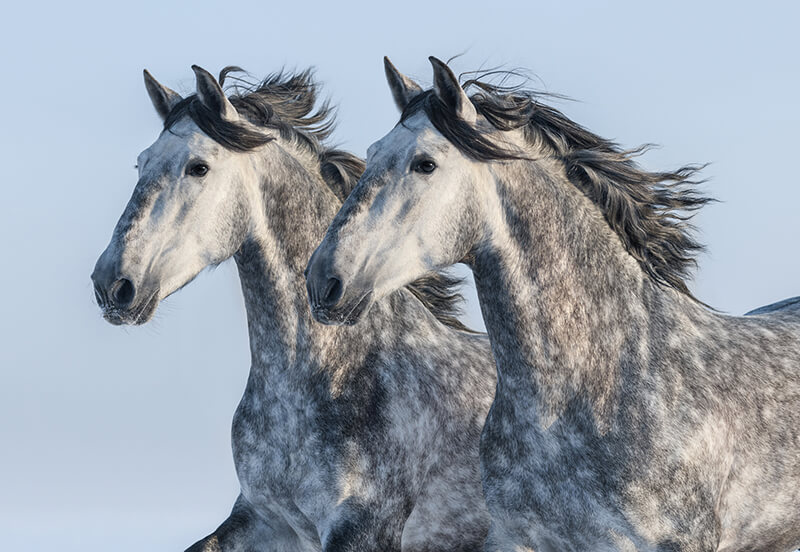2 Andalusian Horses