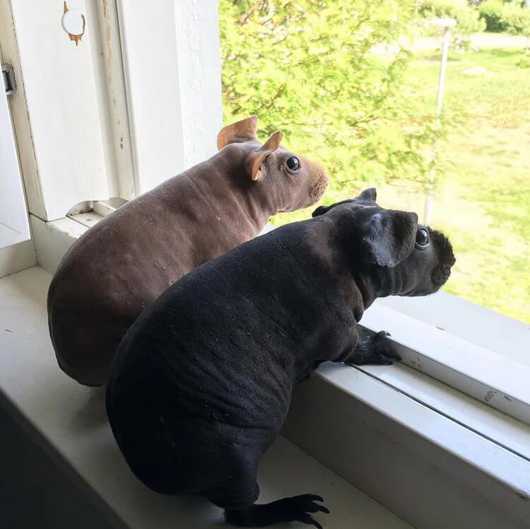 2 cool Baldwin Guinea Pigs on window