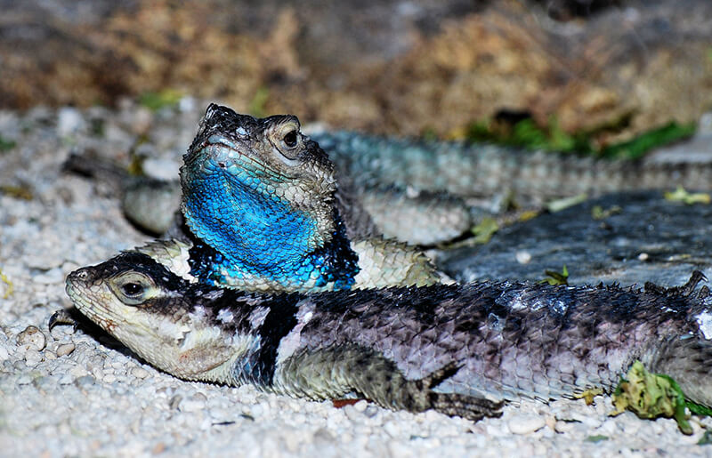 2 Blue Spiny Lizards