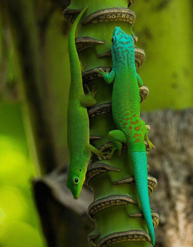 2 Day geckos on tree
