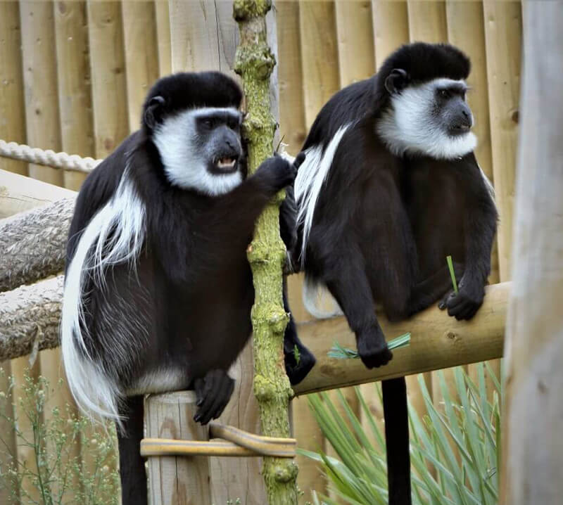 2 cool Colobus Monkeys
