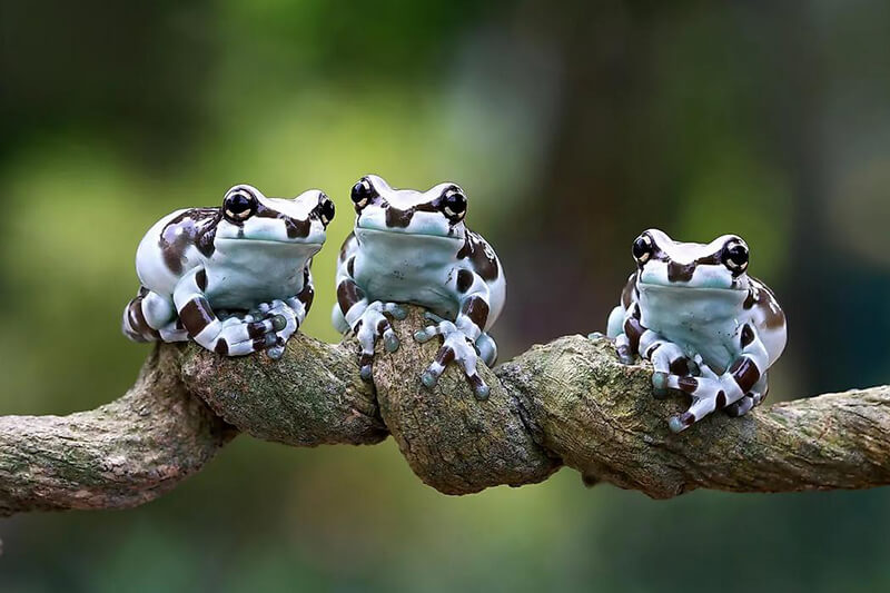 3 cute amazon milk frogs