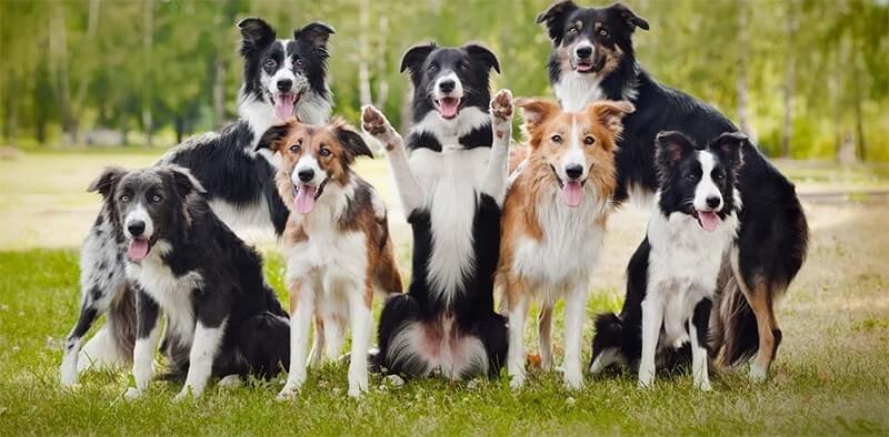 Border Collie dogs