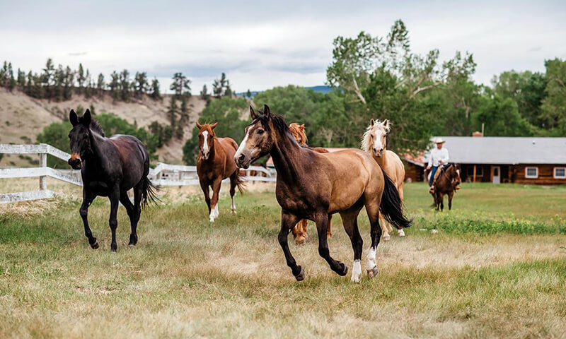 herd of American Quarter Horses in farm