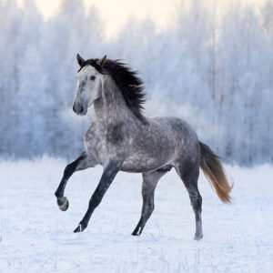 Andalusian Horse in the winter