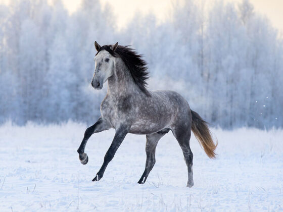 Andalusian Horse in the winter