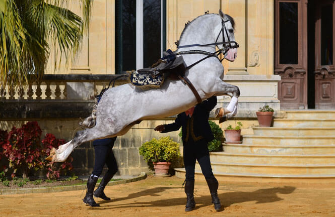 Andalusian Horse jump