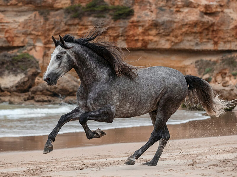 Andalusian Horse running