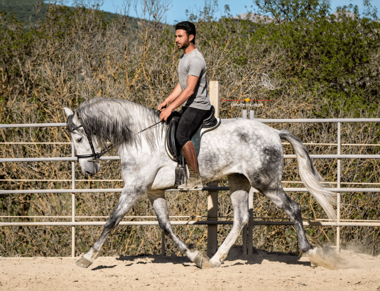 Andalusian Horse with owner