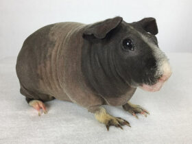 Baldwin Guinea Pig