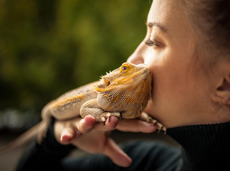 Bearded Dragon pet with owner