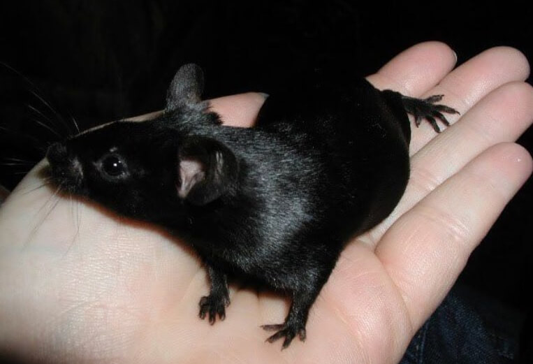 Black Rat on hand