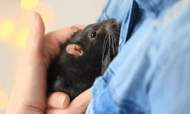 Black Rat and owner