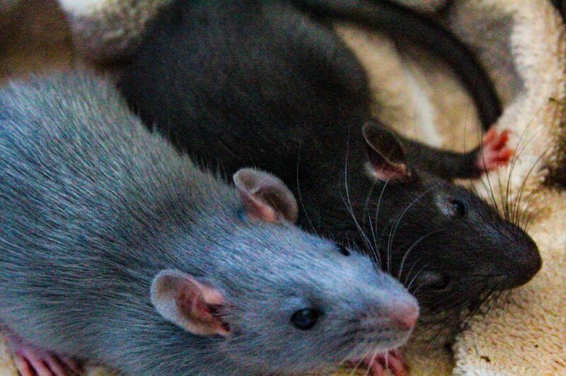 Blue rat and black rat