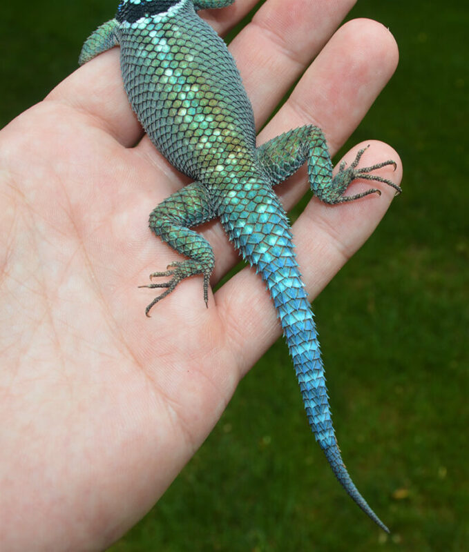 Blue Spiny Lizard on hand