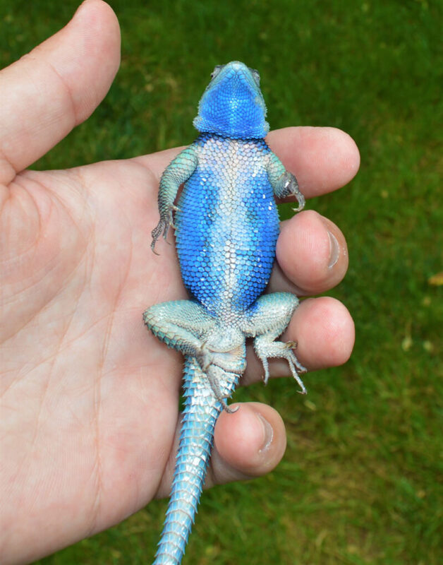 Blue Spiny Lizard color