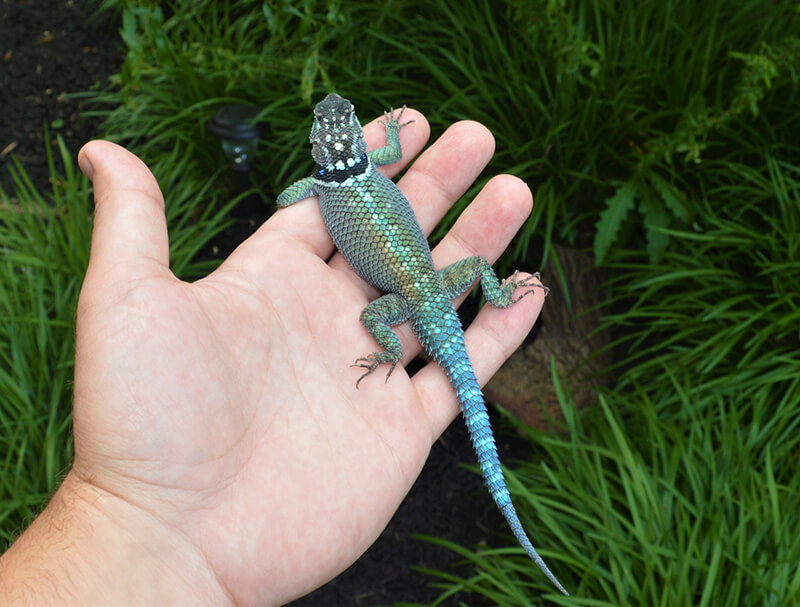 Blue Spiny Lizard on hand