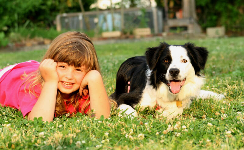 Border Collie and kid smiling