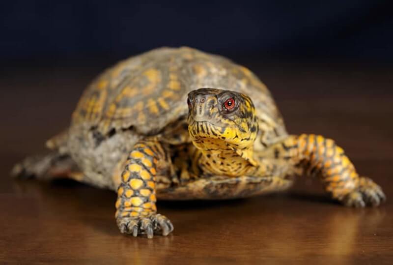 Box Turtle pet