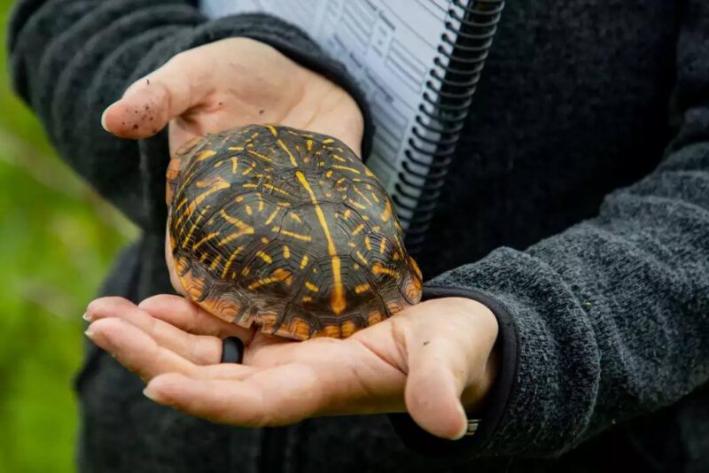 Box Turtle on owner hand