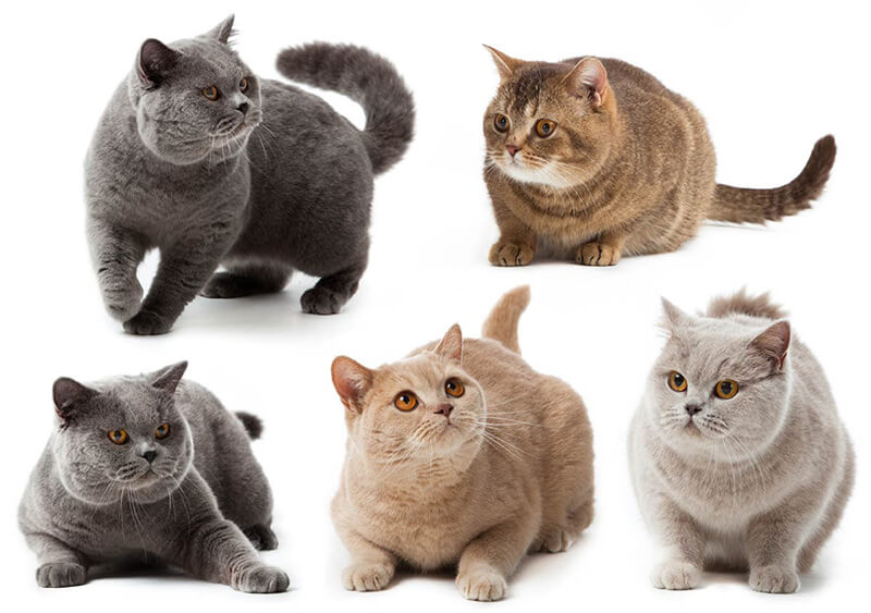 British Shorthair cat colors