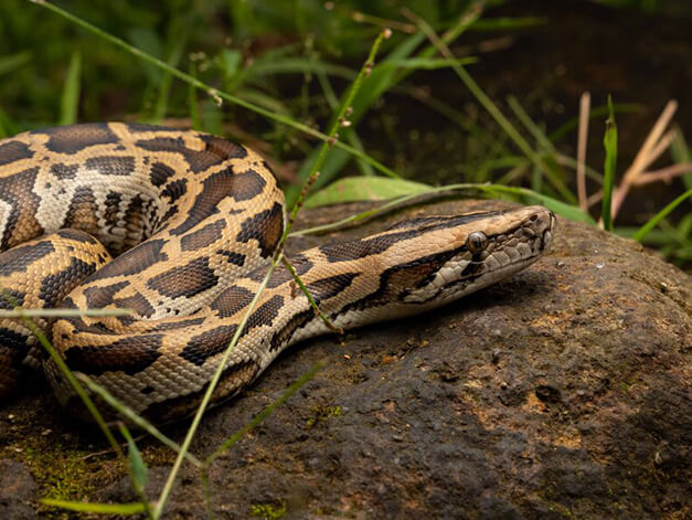 Burmese Python in wild