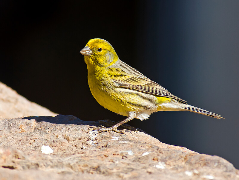Canary Bird in wild