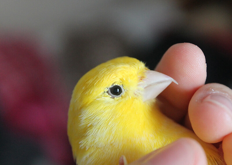 Canary Bird pet on hand