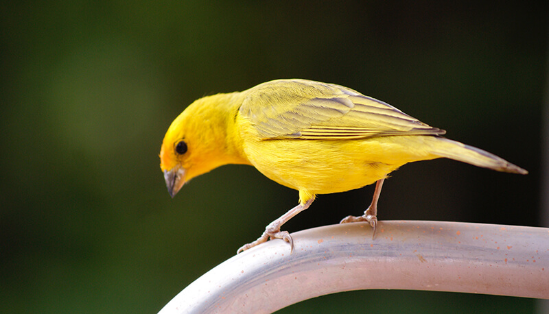 Canary bird