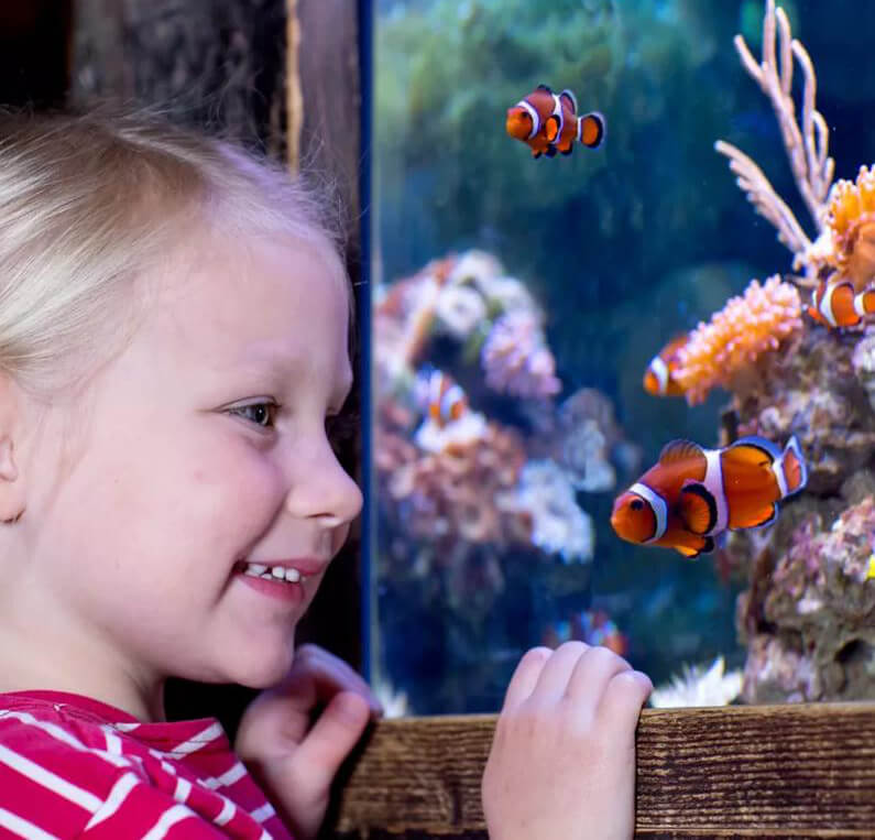 kid owner and Clownfish pet
