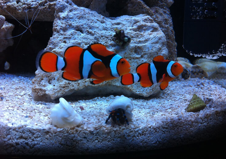 Clownfish in tank
