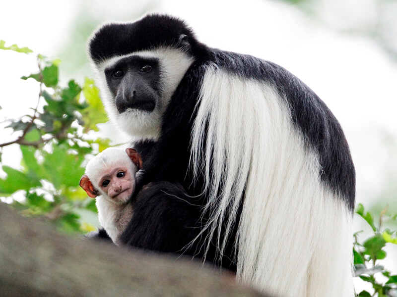Colobus Monkey family in wild