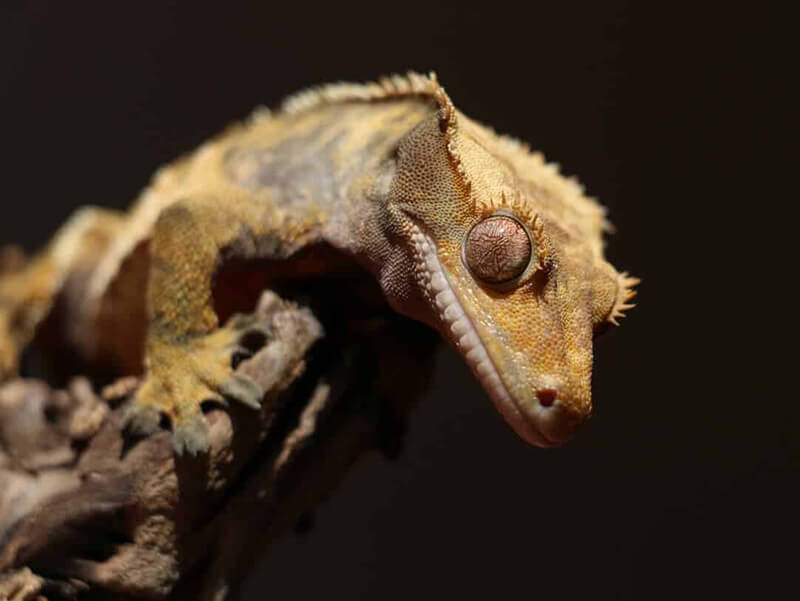 Crested Gecko at night