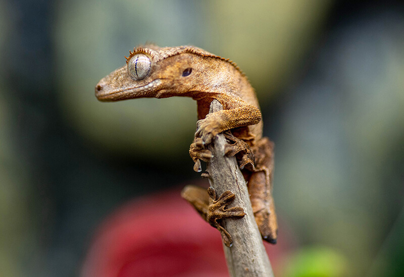Crested Gecko in wild