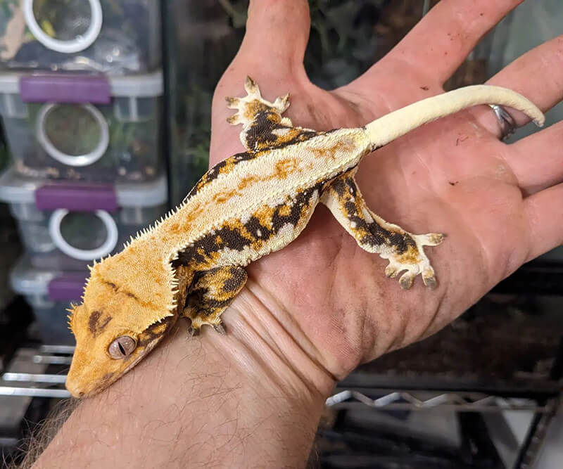 Crested Gecko pet in hand