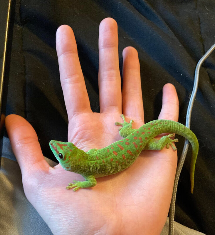 Day gecko pet