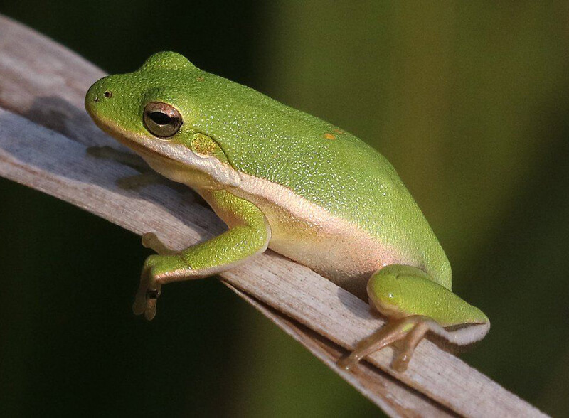 Green Tree Frog on tree