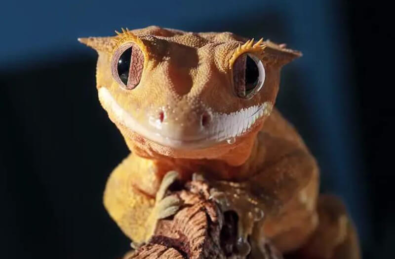 a cute Crested Gecko pet